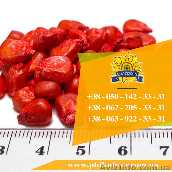 Семена кукурузы / Насіння кукурудзи Дніпровський 181 СВ від ПБФ «Колос» - <ro>Изображение</ro><ru>Изображение</ru> #3, <ru>Объявление</ru> #1632334