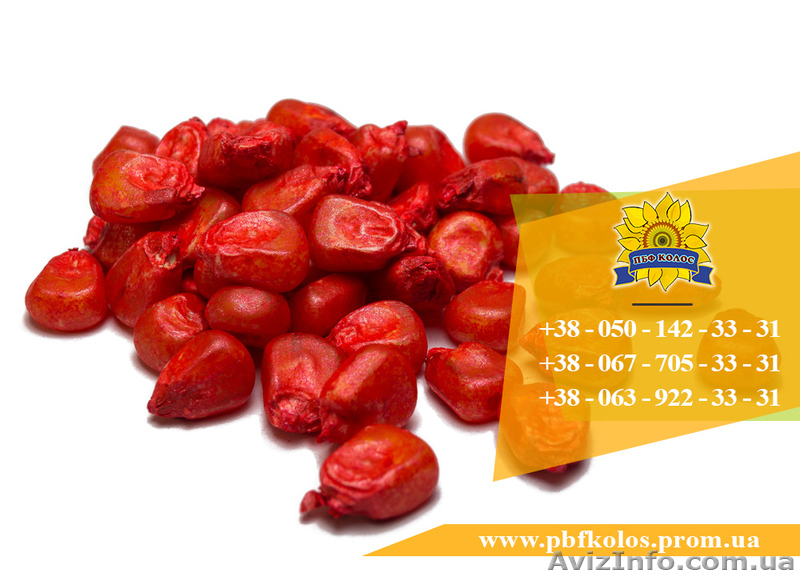 Семена кукурузы / Насіння кукурудзи Оржиця 237 МВ від ПБФ «Колос» - <ro>Изображение</ro><ru>Изображение</ru> #4, <ru>Объявление</ru> #1588894