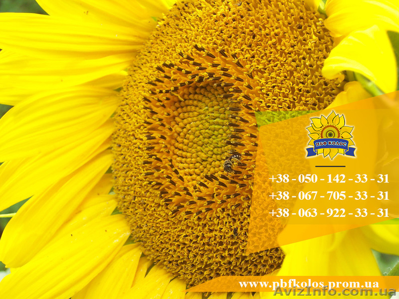 Семена подсолнечника / Насіння соняшника Базальт - <ro>Изображение</ro><ru>Изображение</ru> #4, <ru>Объявление</ru> #1588881