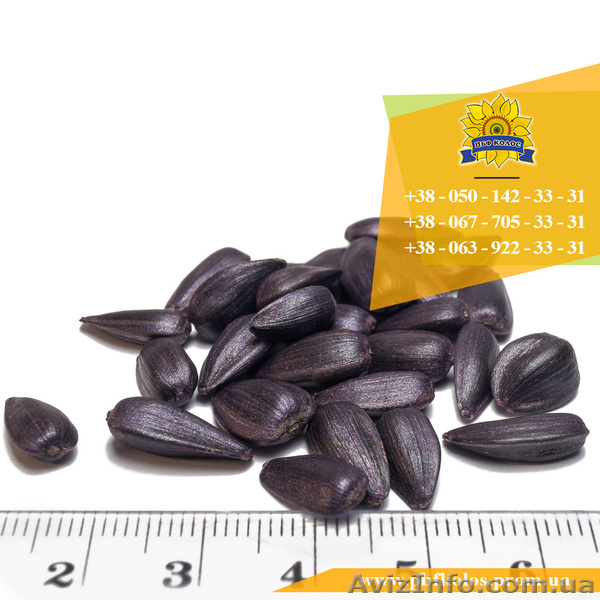 Семена подсолнечника / Насіння соняшника Гусляр - <ro>Изображение</ro><ru>Изображение</ru> #3, <ru>Объявление</ru> #1588883