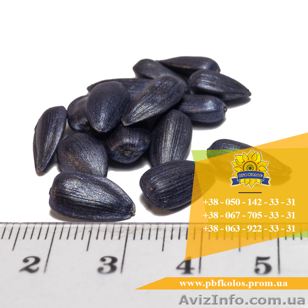 Семена подсолнечника / Насіння соняшника Златсон - <ro>Изображение</ro><ru>Изображение</ru> #3, <ru>Объявление</ru> #1588884