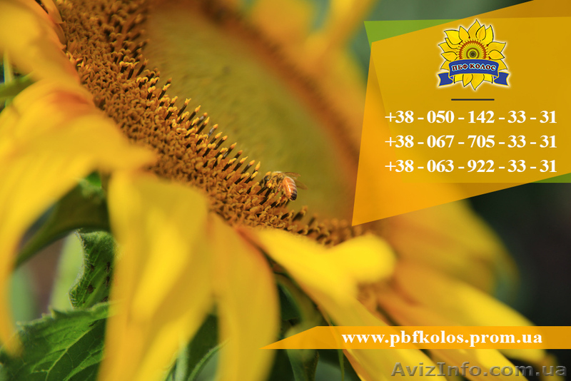 Семена подсолнечника / Насіння соняшника Златсон - <ro>Изображение</ro><ru>Изображение</ru> #5, <ru>Объявление</ru> #1588884