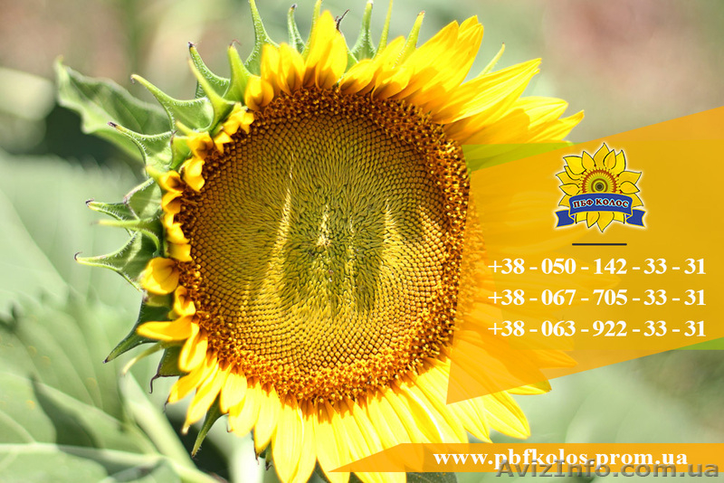 Семена подсолнечника / Насіння соняшника Форвард - <ro>Изображение</ro><ru>Изображение</ru> #3, <ru>Объявление</ru> #1588895