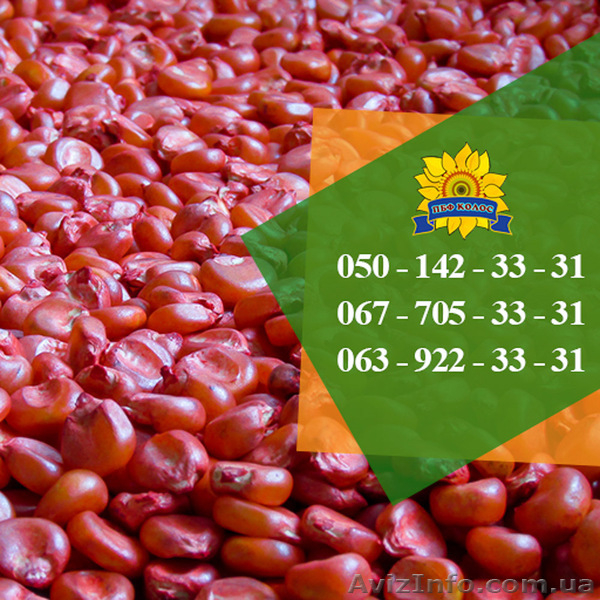 Насіння від виробника: пшениця, соняшник, кукурудза - <ro>Изображение</ro><ru>Изображение</ru> #3, <ru>Объявление</ru> #1588896