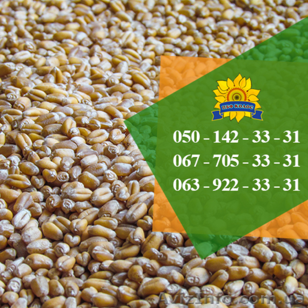 Насіння від виробника: пшениця, соняшник, кукурудза - <ro>Изображение</ro><ru>Изображение</ru> #4, <ru>Объявление</ru> #1588896