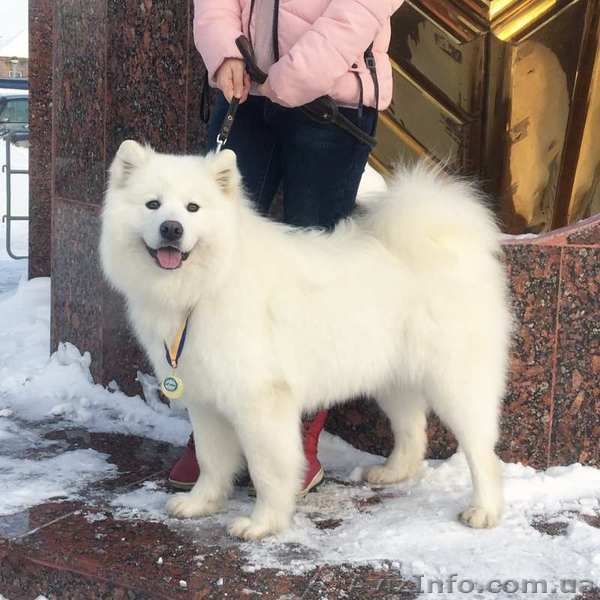 Щенки Самоеда. Самоедская лайка. - <ro>Изображение</ro><ru>Изображение</ru> #3, <ru>Объявление</ru> #1634608