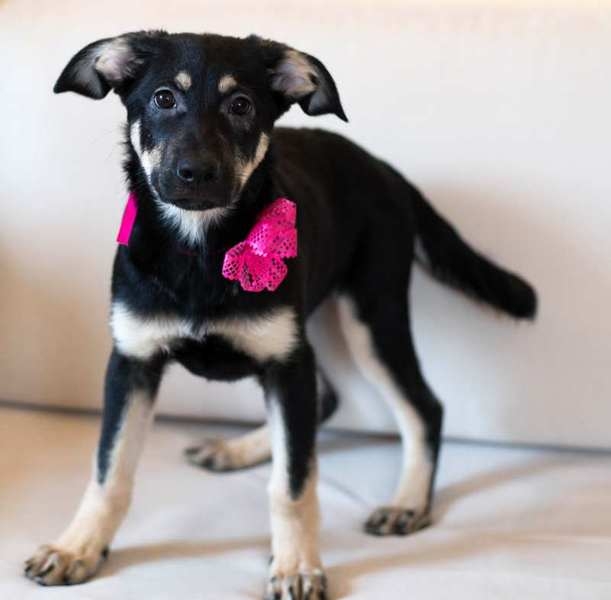 Красивые, ласковые щеночки ищут любящую семью - <ro>Изображение</ro><ru>Изображение</ru> #3, <ru>Объявление</ru> #1651820