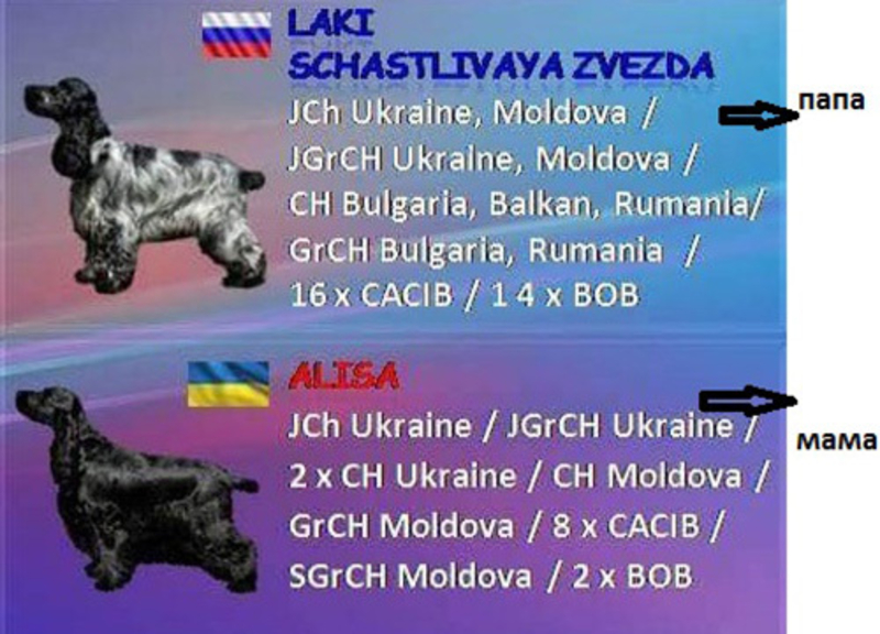 Щенки Английского кокер спаниеля – подрощенные - <ro>Изображение</ro><ru>Изображение</ru> #4, <ru>Объявление</ru> #1653060