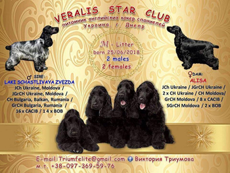 Щенки Английского кокер спаниеля – подрощенные - <ro>Изображение</ro><ru>Изображение</ru> #5, <ru>Объявление</ru> #1653060