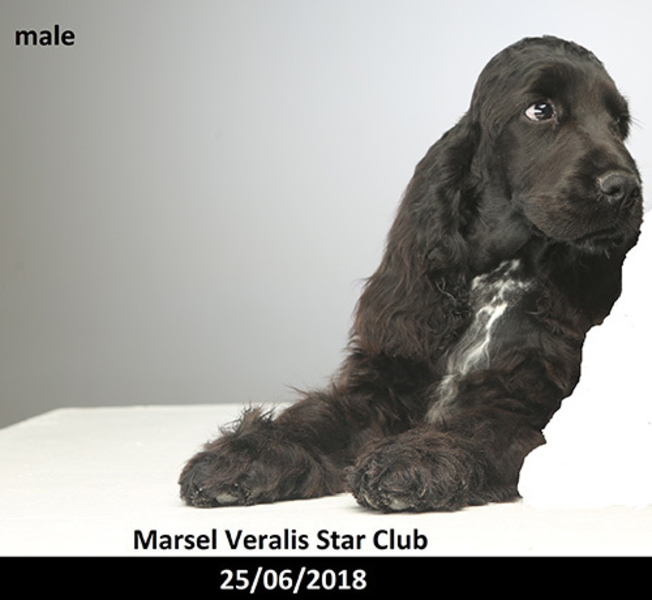 Щенки Английского кокер спаниеля – подрощенные - <ro>Изображение</ro><ru>Изображение</ru> #3, <ru>Объявление</ru> #1653060