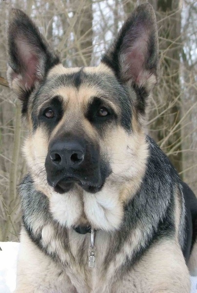 Щенки восточно-европейской овчарки от молодой и породистой пары - <ro>Изображение</ro><ru>Изображение</ru> #4, <ru>Объявление</ru> #1661637