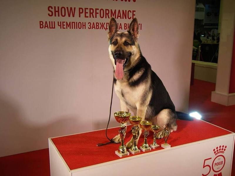 Щенки восточно-европейской овчарки от молодой и породистой пары - <ro>Изображение</ro><ru>Изображение</ru> #5, <ru>Объявление</ru> #1661637