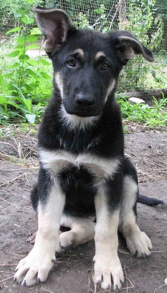 Щенки восточно-европейской овчарки от молодой и породистой пары - <ro>Изображение</ro><ru>Изображение</ru> #3, <ru>Объявление</ru> #1661637