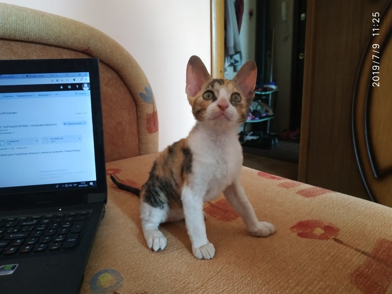 Продам котят породы корниш-рекс. - <ro>Изображение</ro><ru>Изображение</ru> #3, <ru>Объявление</ru> #1660875