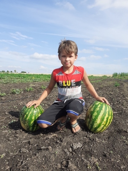 Продам арбуз с поля - <ro>Изображение</ro><ru>Изображение</ru> #3, <ru>Объявление</ru> #1662854