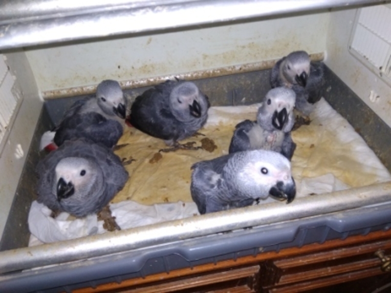 Птенцы выкормыши жако. - <ro>Изображение</ro><ru>Изображение</ru> #3, <ru>Объявление</ru> #1670099