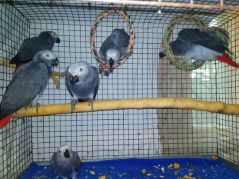 Птенцы выкормыши жако. - <ro>Изображение</ro><ru>Изображение</ru> #4, <ru>Объявление</ru> #1670099