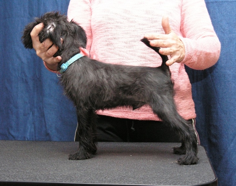 Щенки гриффона. Вес взрослой собаки 5-6 кг - <ro>Изображение</ro><ru>Изображение</ru> #3, <ru>Объявление</ru> #1672488