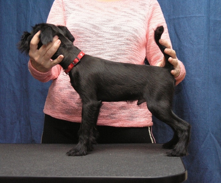 Щенки гриффона. Вес взрослой собаки 5-6 кг - <ro>Изображение</ro><ru>Изображение</ru> #4, <ru>Объявление</ru> #1672488