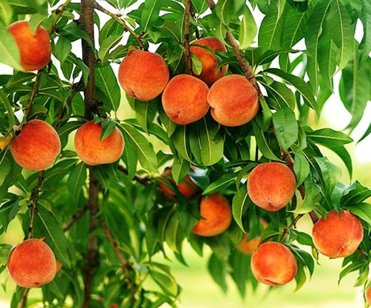 Саженцы плодовых деревьев и роз - <ro>Изображение</ro><ru>Изображение</ru> #4, <ru>Объявление</ru> #1676150