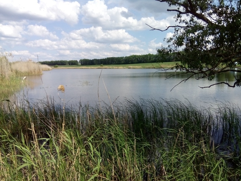 Пруд, ставок ( каскад прудов 8 и 5 Га ) - <ro>Изображение</ro><ru>Изображение</ru> #3, <ru>Объявление</ru> #1677539