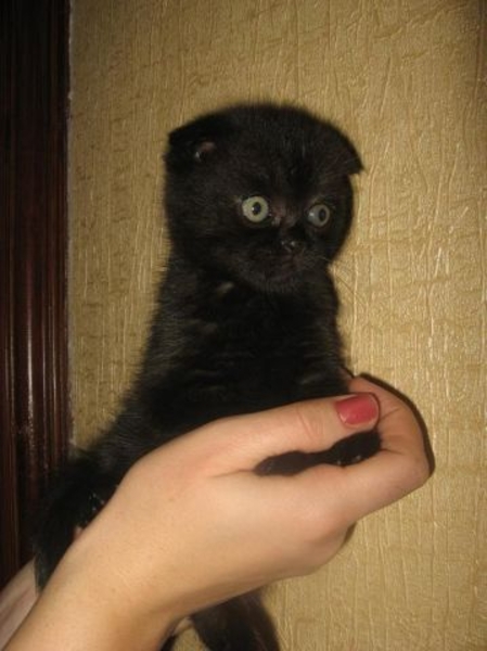 Черная пантера девочки вислоушки покажу их по вайберу. - <ro>Изображение</ro><ru>Изображение</ru> #3, <ru>Объявление</ru> #1680272