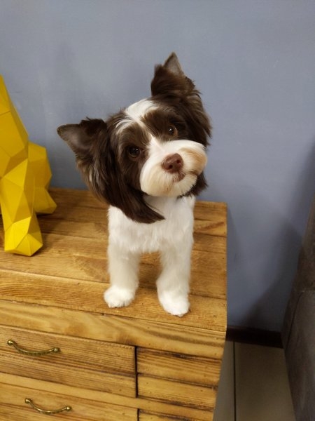 Грумминг Салтовское шоссе Харьков  - <ro>Изображение</ro><ru>Изображение</ru> #3, <ru>Объявление</ru> #1681291