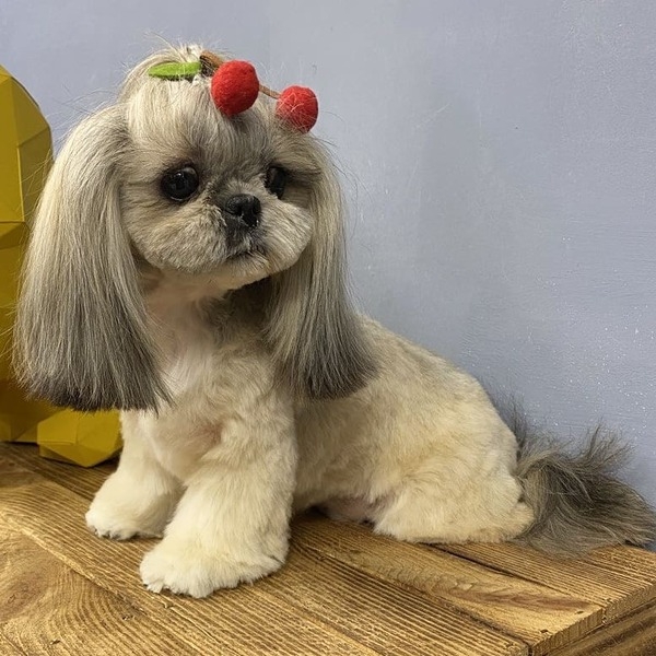 Грумминг Салтовское шоссе Харьков  - <ro>Изображение</ro><ru>Изображение</ru> #1, <ru>Объявление</ru> #1681291