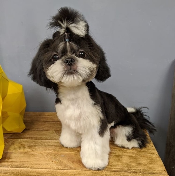 Грумминг Салтовское шоссе Харьков  - <ro>Изображение</ro><ru>Изображение</ru> #2, <ru>Объявление</ru> #1681291