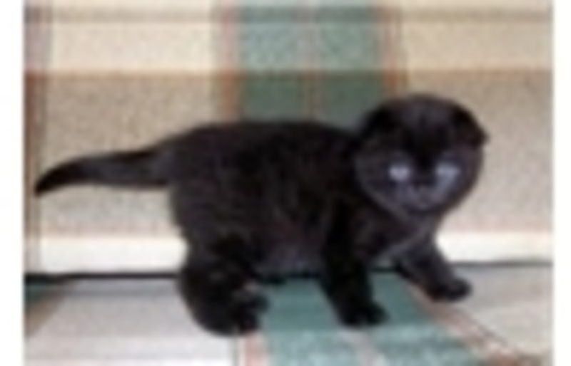 Черная пантера девочки вислоушки покажу их по вайберу. - <ro>Изображение</ro><ru>Изображение</ru> #4, <ru>Объявление</ru> #1680272