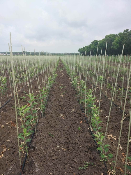 Опоры и колышки для растений Polyarm - <ro>Изображение</ro><ru>Изображение</ru> #4, <ru>Объявление</ru> #1686745