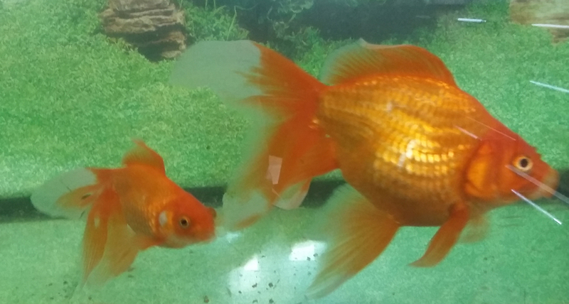 Золотые рыбки. Вуалехвост 18 см. - <ro>Изображение</ro><ru>Изображение</ru> #3, <ru>Объявление</ru> #1687594