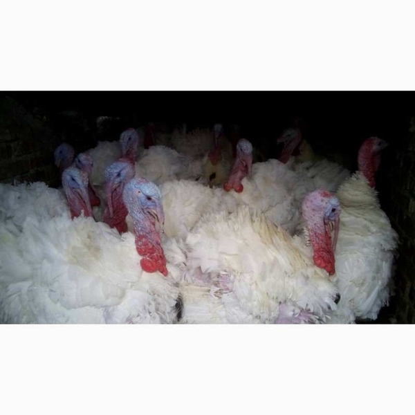 Суточные, подрощенные индюшата - <ro>Изображение</ro><ru>Изображение</ru> #3, <ru>Объявление</ru> #1705072