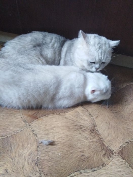 Серебристо шиншиловый кот ждет прямоухих,вислоухих невест на свидания. - <ro>Изображение</ro><ru>Изображение</ru> #4, <ru>Объявление</ru> #1715571