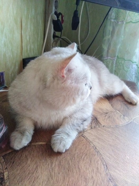 Серебристо шиншиловый кот ждет прямоухих,вислоухих невест на свидания. - <ro>Изображение</ro><ru>Изображение</ru> #3, <ru>Объявление</ru> #1715571