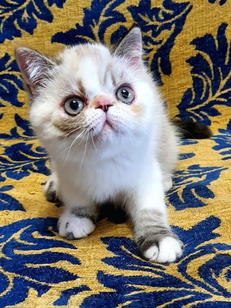 Экзотическая короткошерстная девочка - <ro>Изображение</ro><ru>Изображение</ru> #3, <ru>Объявление</ru> #1722387