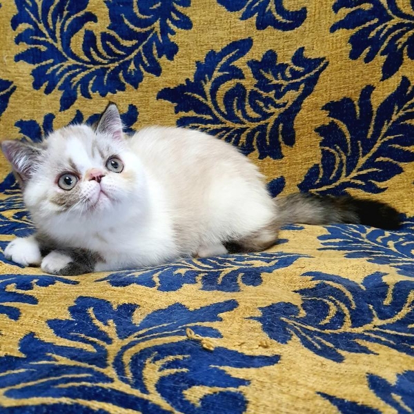 Экзотическая короткошерстная девочка - <ro>Изображение</ro><ru>Изображение</ru> #4, <ru>Объявление</ru> #1722387