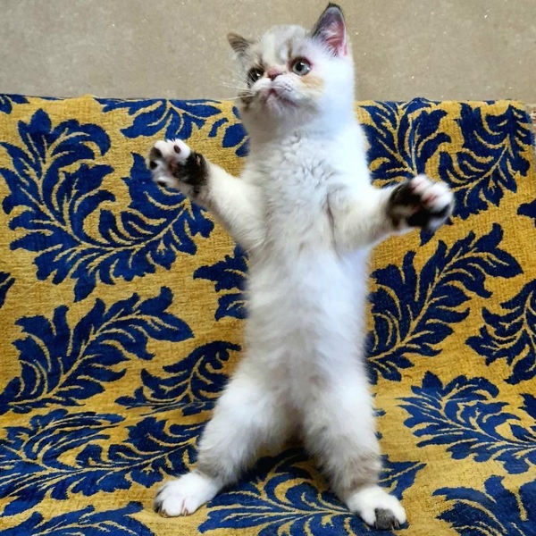 Экзотическая короткошерстная девочка - <ro>Изображение</ro><ru>Изображение</ru> #5, <ru>Объявление</ru> #1722387