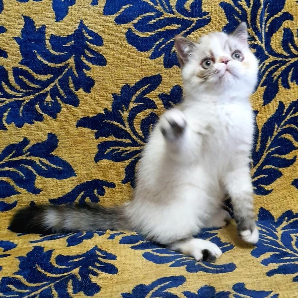 Экзотическая короткошерстная девочка - <ro>Изображение</ro><ru>Изображение</ru> #6, <ru>Объявление</ru> #1722387