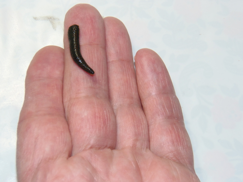 Гирудотерапия: наши лечебные пиявки с доставкой по Харькову и областям Украины. - <ro>Изображение</ro><ru>Изображение</ru> #3, <ru>Объявление</ru> #1725101