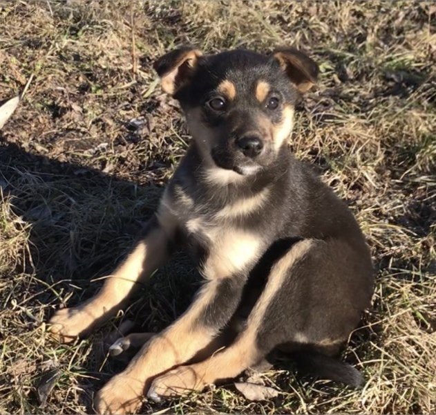 Щенок от мелкой дворовой собачки - <ro>Изображение</ro><ru>Изображение</ru> #3, <ru>Объявление</ru> #1733756