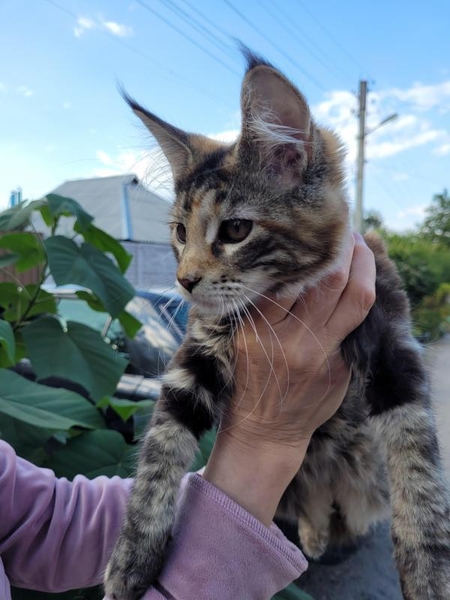 Шикарная девочка Мейн Кун - <ro>Изображение</ro><ru>Изображение</ru> #3, <ru>Объявление</ru> #1739702