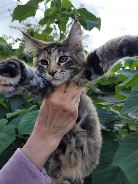 Шикарная девочка Мейн Кун - <ro>Изображение</ro><ru>Изображение</ru> #4, <ru>Объявление</ru> #1739702