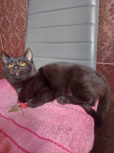 Котенок ищет внимательного и ответственного хозяина  - <ro>Изображение</ro><ru>Изображение</ru> #3, <ru>Объявление</ru> #1740269