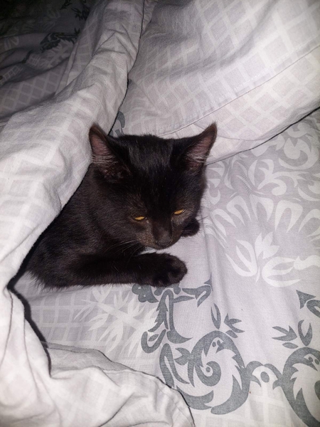 Котенок ищет внимательного и ответственного хозяина  - <ro>Изображение</ro><ru>Изображение</ru> #4, <ru>Объявление</ru> #1740269