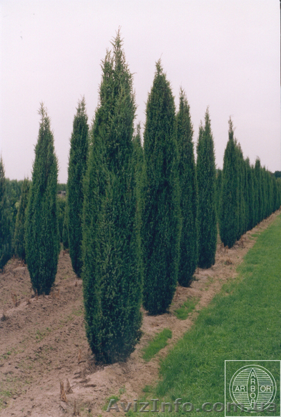 Растения декоративные - <ro>Изображение</ro><ru>Изображение</ru> #3, <ru>Объявление</ru> #995