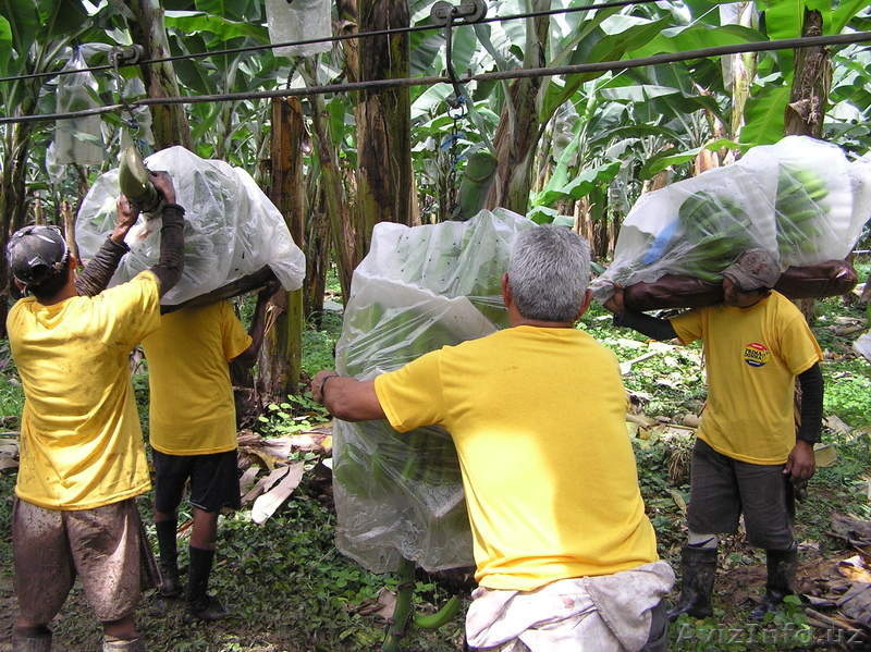 фрукты бананы оптом - <ro>Изображение</ro><ru>Изображение</ru> #6, <ru>Объявление</ru> #461566